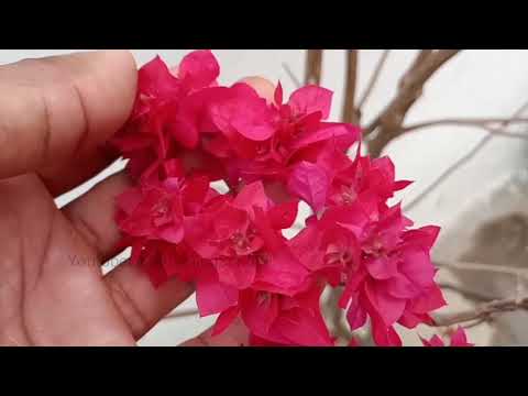 Video: Winterizing A Bougainvillea Cog - Yuav Ua Li Cas Kho Bougainvillea Nroj Tsuag Thaum Lub Caij Ntuj No