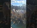bezerro nelore bom na feira de gado de tabira Pe