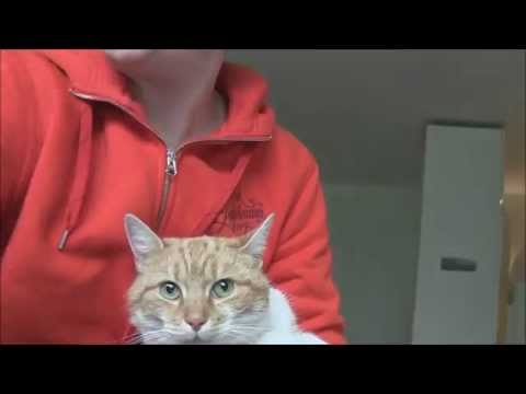 how often do you deworm a puppy de worming kittens healthy cats funnydog tv how often do you deworm a puppy de worming kittens healthy cats funnydog tv