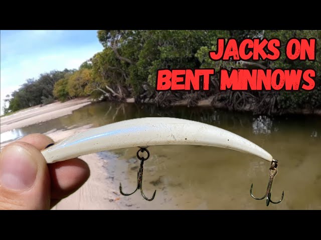 Top water MANGROVE JACKS land based! 