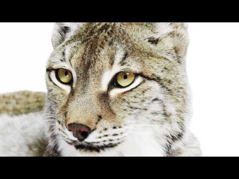 Broncolor - Sandy Nicholson | Exotic Animals