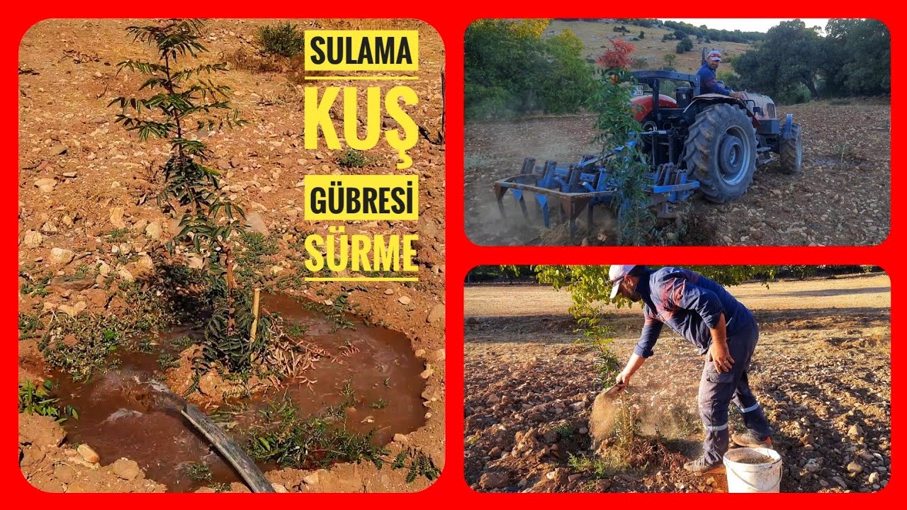 UCB 1 ve MENEGİÇ FİDELERİNE SULAMA, KUŞ GÜBRESİ ve SÜRÜM UYĞULAMASI...