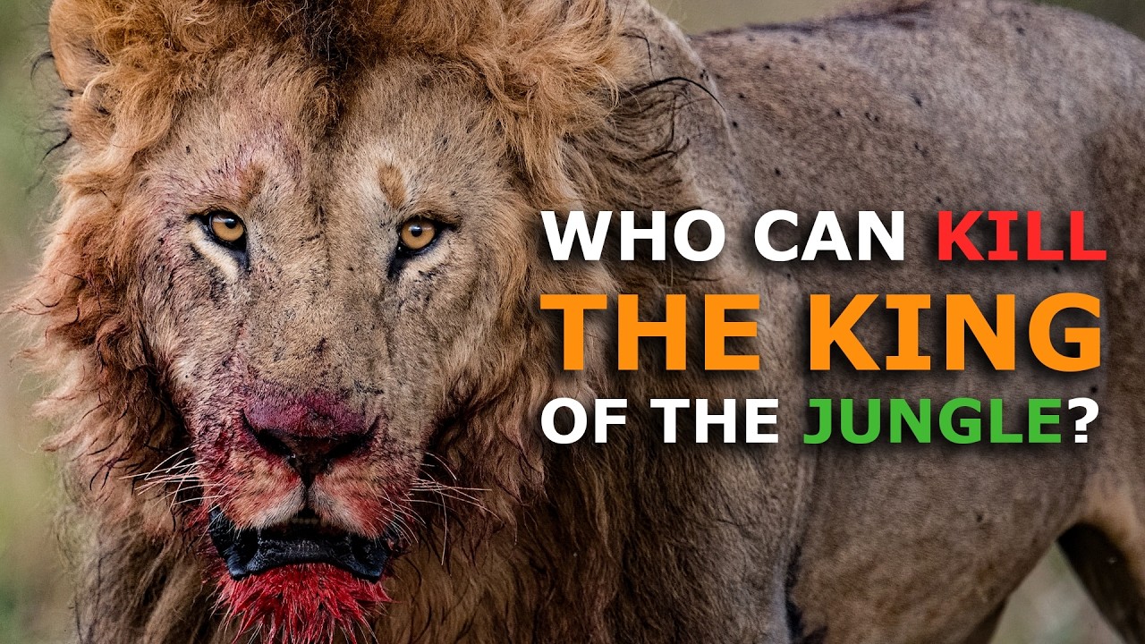 10 животных, которые могут убить льва