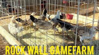 ROCK WALL GAMEFARM - Seeing healthy and agile birds is a special satisfaction for a farmer screenshot 4