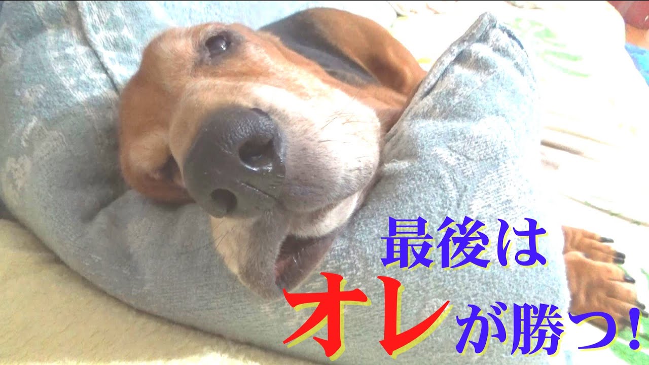 リネン交換バトル勃発！結局いちばん得するのはバセットハウンド(202)