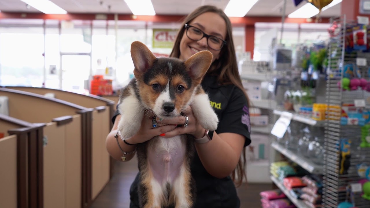 petland corgi