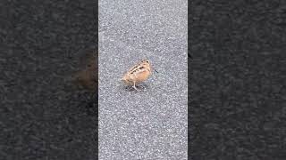 🔥 Average Bird Behavior 💀