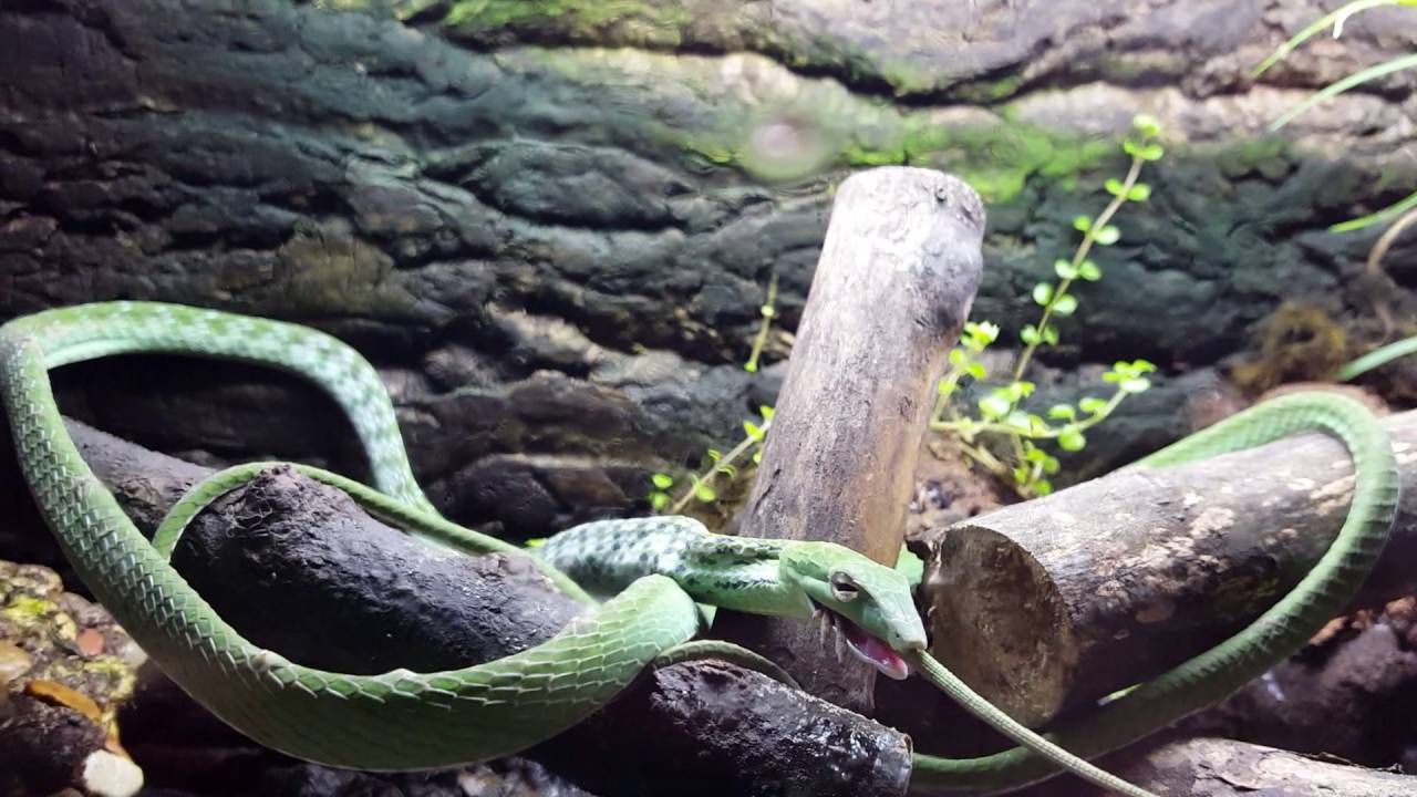 Photo inspiration: Asian Vine Snake Eating Green Anole Part Ii Photo Inspiration