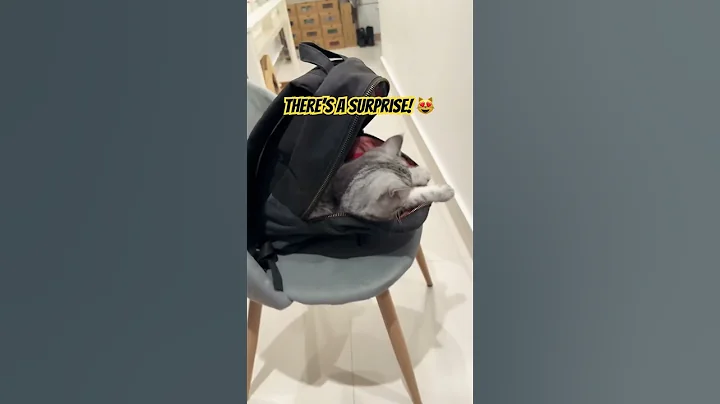 Video 8485551: british shorthair scottish, cat meets, cute cat, funny cat, cat playing