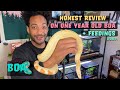 Honest Review On Keeping A 1 Year Old Boa Constrictor Imperator 3/25/21