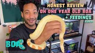 Honest Review On Keeping A 1 Year Old Boa Constrictor Imperator 3/25/21