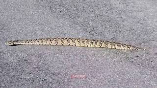 Mysterious snake moves in a straight line