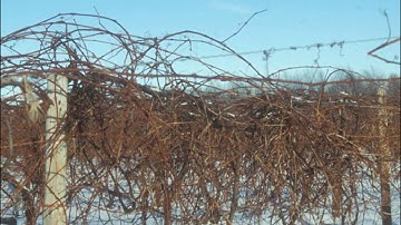 The Structure of a Grapevine - Grape Video #1