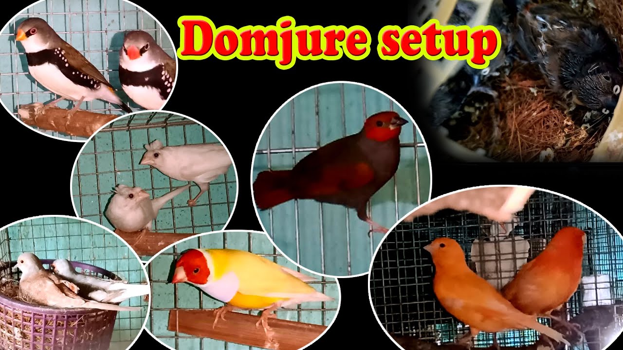 Rare & expensive finches setup visit at Domjure with Sanjib da (Kolkata Lovebirds)