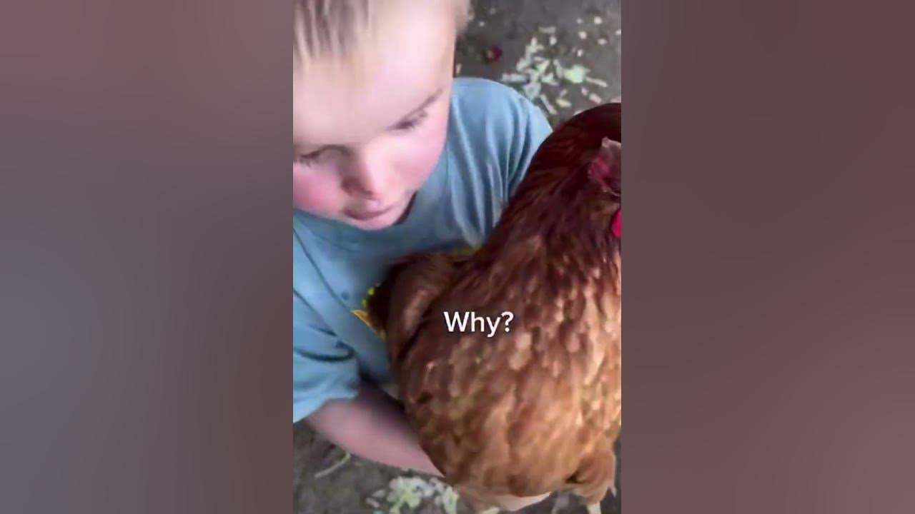 Why are chickens so funny? chickens funny