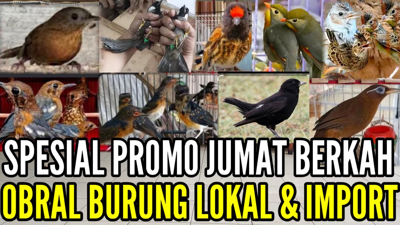 🔴 SPESIAL JUMAT BERKAH BANYAK BURUNG MEWAH DIOBRAL MURAH 0838-7553-6945