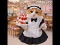 きょう5月10日は #メイドの日 💕満更でもない表情を浮かべるふてニャン🤭 #ふてニャン #猫 #cat