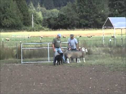 Video: Belgisk sheepdog