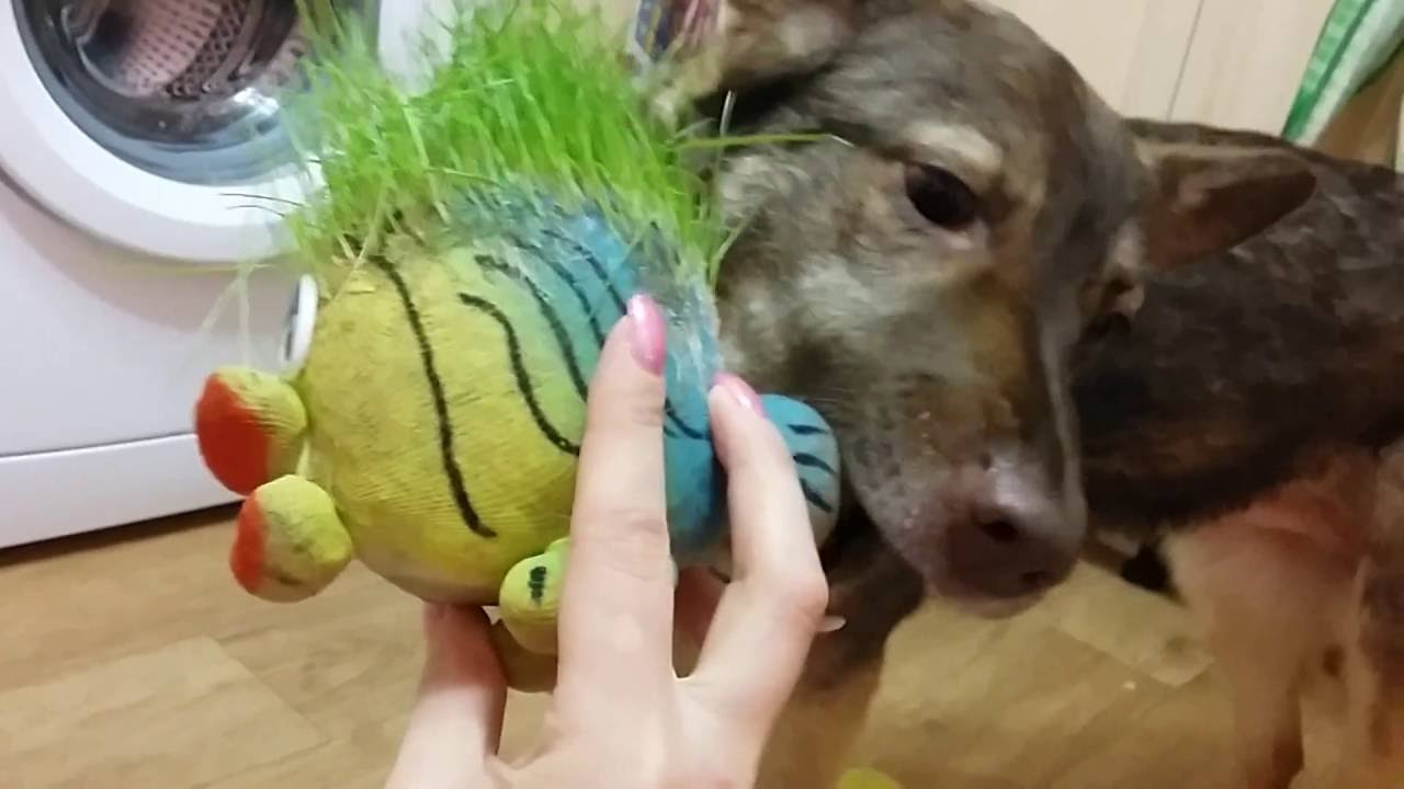 Трава для кошек Трава для кошек