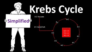 Krebs Cycle Simplified/ Full breakdown with important explanations.