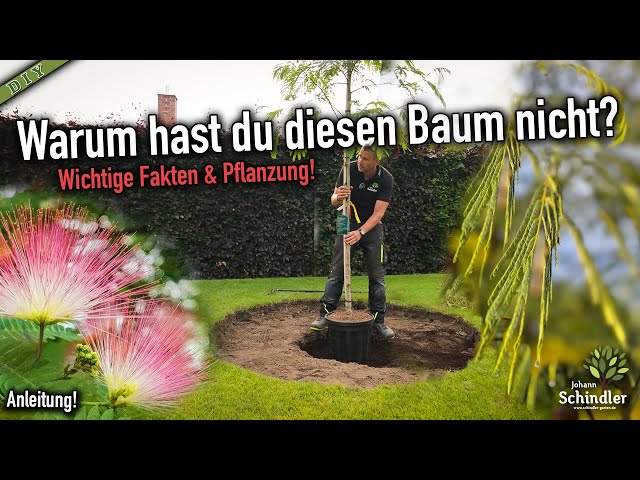 Seidenbaum / Schlafbaum - Wichtige Fakten & Pflanzung * Albizia julibrissin  - YouTube