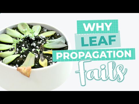 SUCCULENT PROPAGATION | 4 MISTAKES TO AVOID WHEN PROPAGATING SUCCULENTS | EASY TIPS