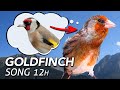 12h goldfinch mule singing  100 goldfinch song
