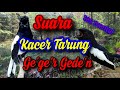 Kicau Kacer Tarung || Cocok untuk test MENTAL kacer anda