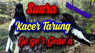 Kicau Kacer Tarung || Cocok untuk test MENTAL kacer anda