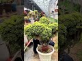 Upgrading a MONSTER Succulent!