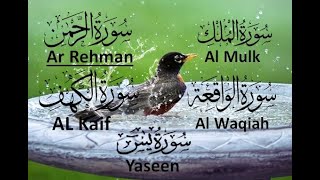 Surah Mulk,Surah Ar Rahman, Surah AL Kaif, Surah Waqiah, Surah Yaseen with Urdu/Hindi Translation