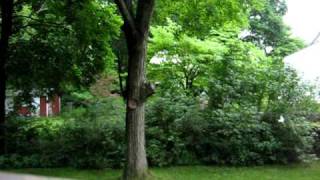 Planet Eclipse Nexus Ego 06 - Zack Mac