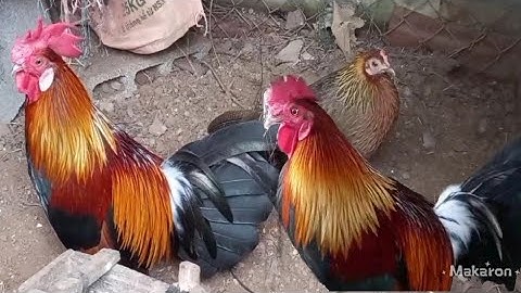 qaib f3 qua zoo ไก่ป่าสายหมาน