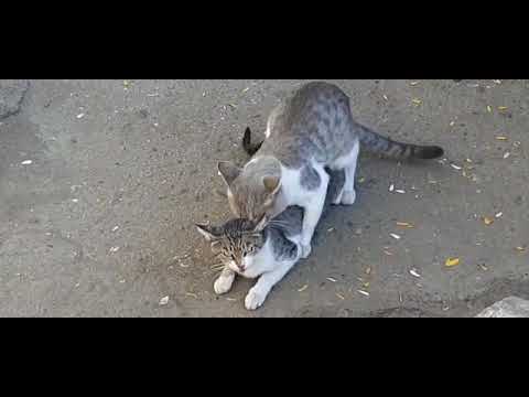 Спаривание котов видео крупный план