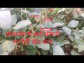 सोयाबीन में आई बड़ी बीमारी खेत कर देगी खत्म