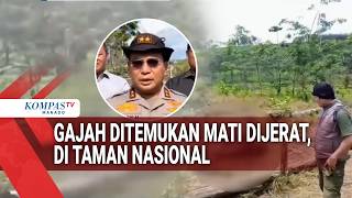 GAJAH DITEMUKAN MATI DIJERAT, DI TAMAN NASIONAL