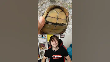 ЧТО СЛУЧИЛОСЬ С ЧЕРЕПАХОЙ?