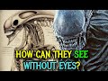 Xenomorph detailed anatomy explored  how can they see without the eyes selfdestruct mechanism
