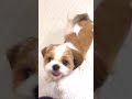 dog #FurryFriends#PetParent#DailyDoseOfCute#Pawsome@Vixal-y #animallovers