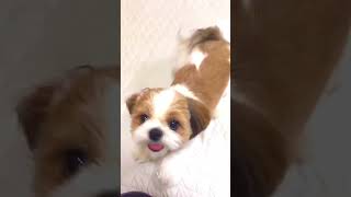 dog #FurryFriends#PetParent#DailyDoseOfCute#Pawsome@Vixal-y #animallovers