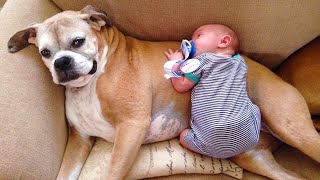 Cutest Babies And Dogs Doing Crazy Things Together #4 | Cute babies Compilation by ASMR Life 28,332 views 4 years ago 10 minutes, 38 seconds