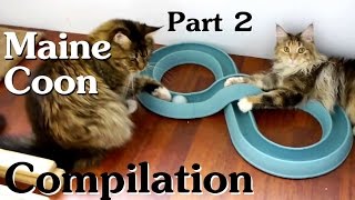 Maine Coon Compilation - Part 2 of Maine Coon Cats doing Maine Coon things