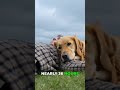 Dog Refused to Leave His Owner for 36 Hours #dogsave #loyalty #herodog