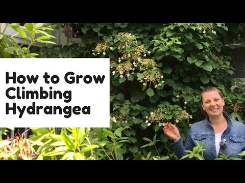 Video: Climbing Hydrangea Training - What To Do About Climbing Hydrangea Not Climbing