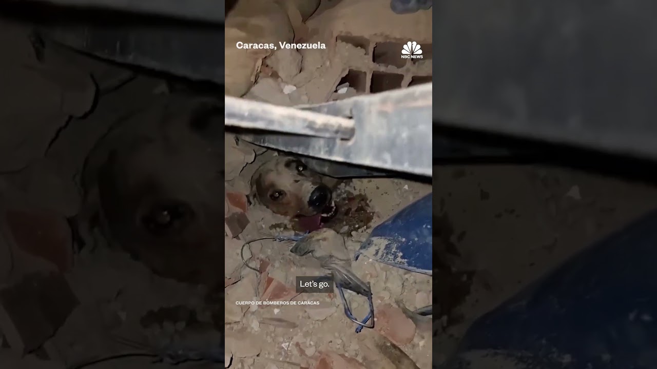 Firefighters pull dog from rubble of Venezuela earthquakes Firefighters pull dog from rubble of Venezuela earthquakes