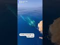 Dog and Whale Reel