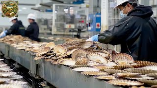 Scallops farm, Scallops, Oysters, Mussels processing process in the factory | Processing Factory