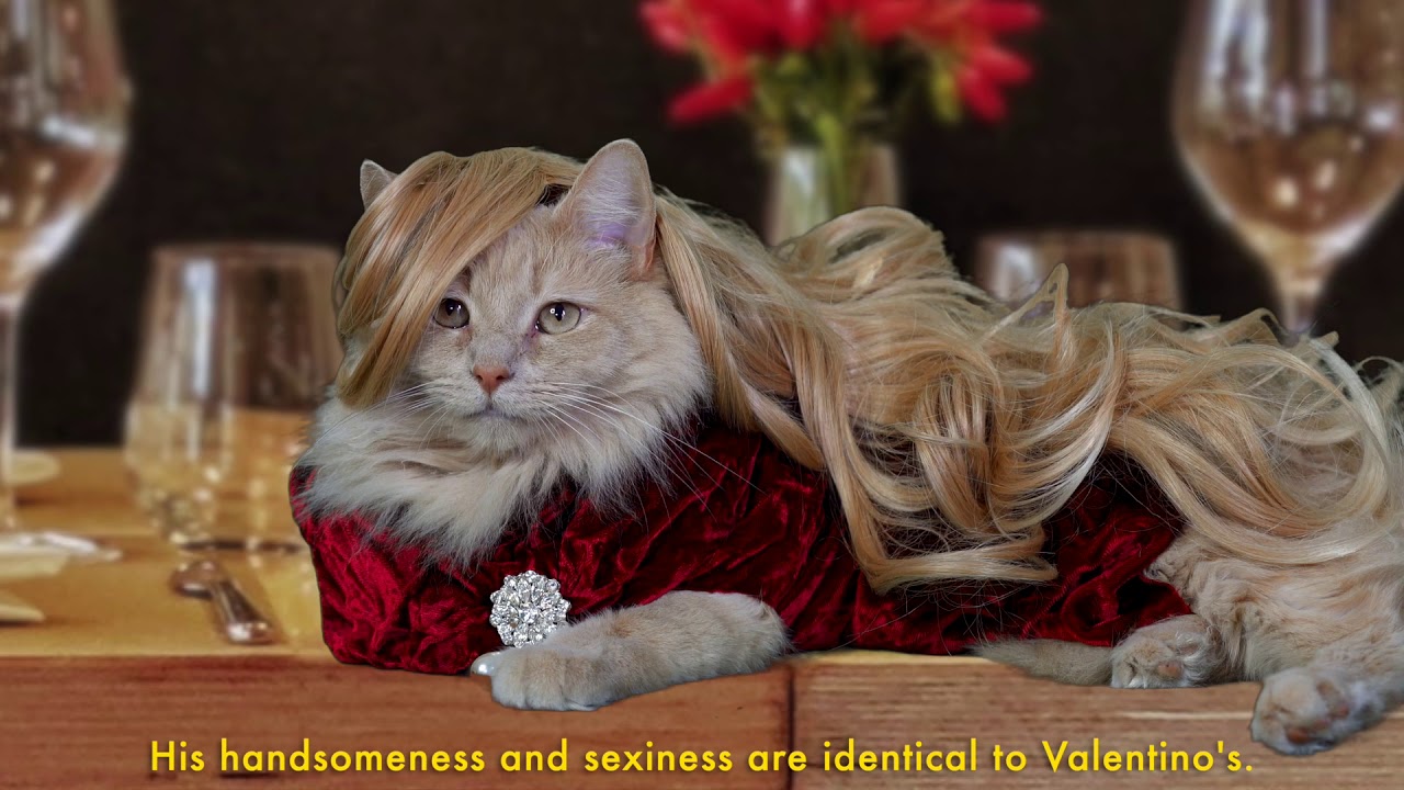 Winds of Change (Cat Soap Opera) Episode 9 YouTube