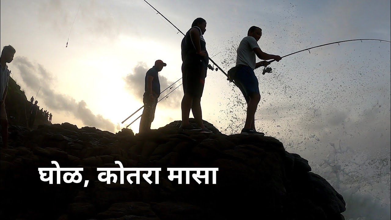 घोळ, कोतरा, कराडू माशांचा रिपोर्ट #Jew Fish #fishingmystery #fishing #ratnagiri