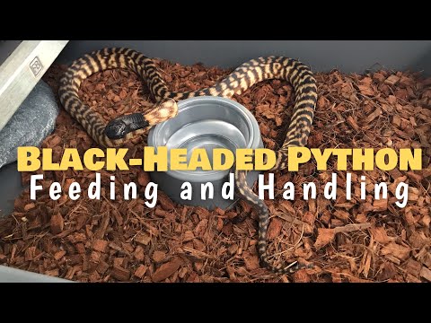 Feeding and Handling Our Black-Headed Python